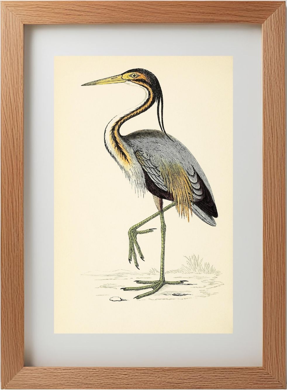 Purple Heron