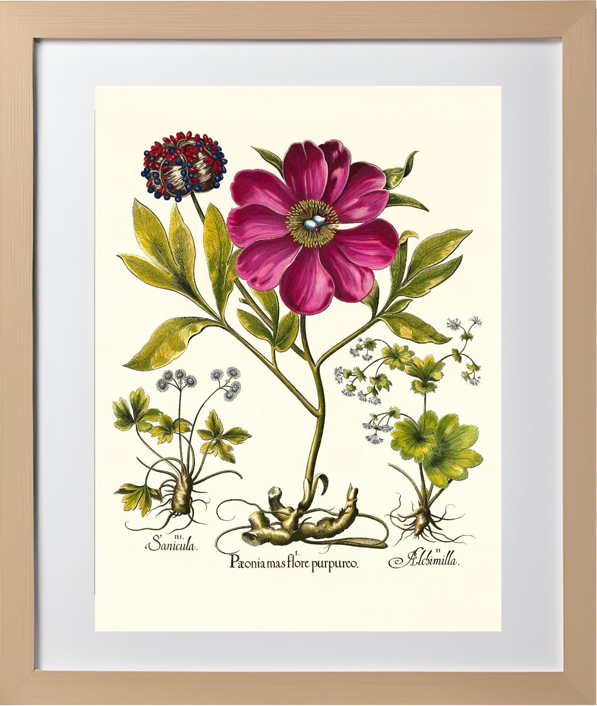 Corallina peony, Lady’s-mantle, Sanicle