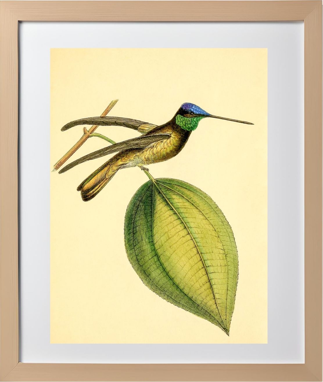 Sapphire-Crowned Hummingbird