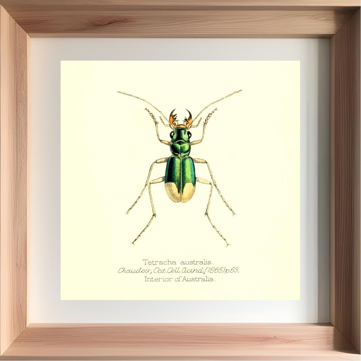 Tetracha Australis