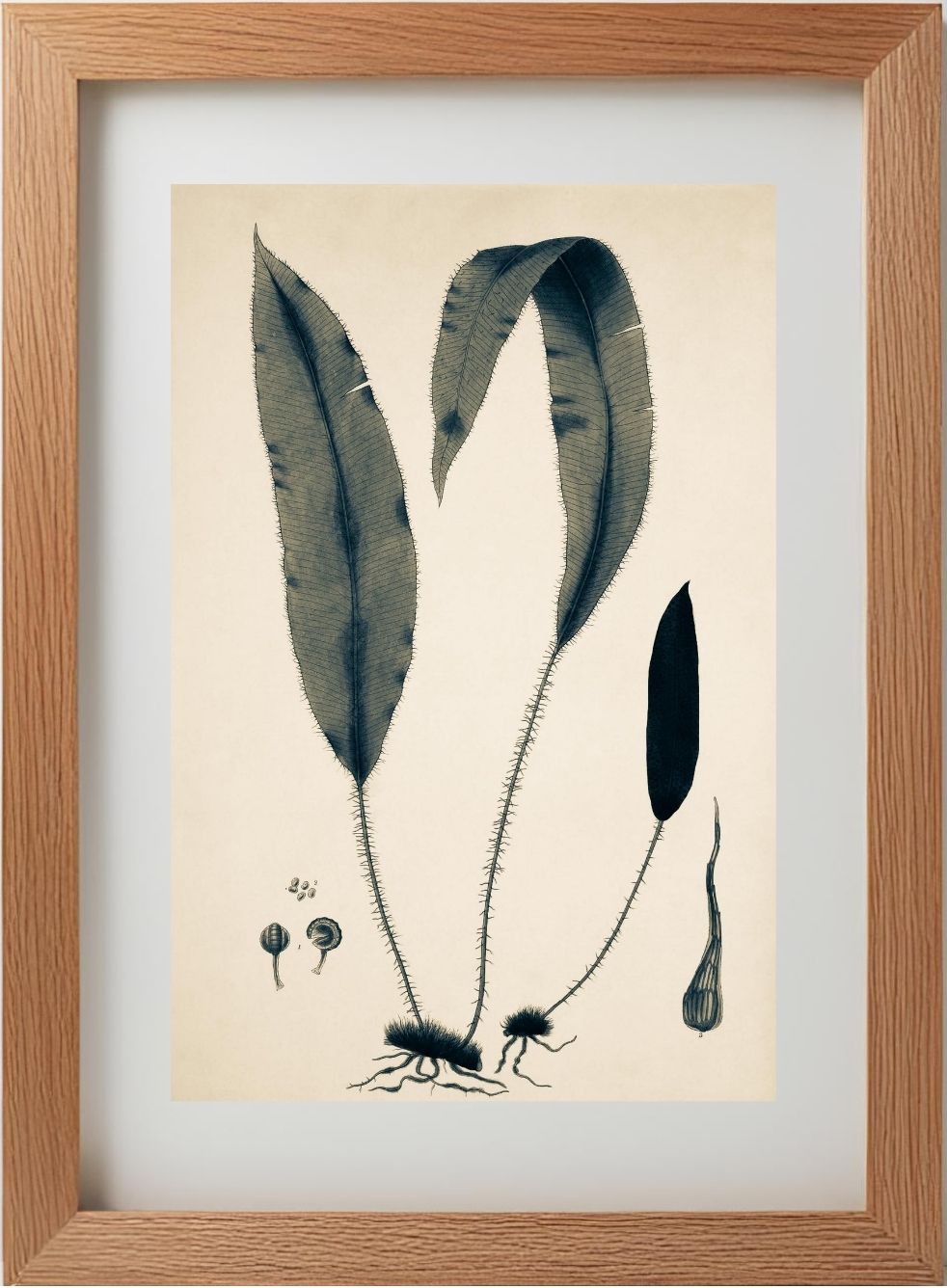 Acrostichum Hybridum