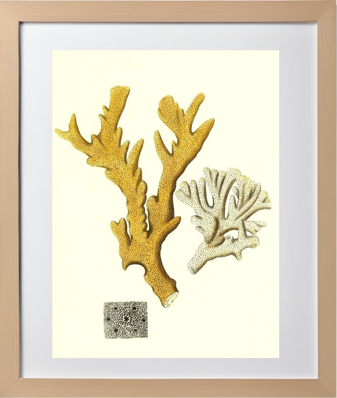 Millepora compresfa