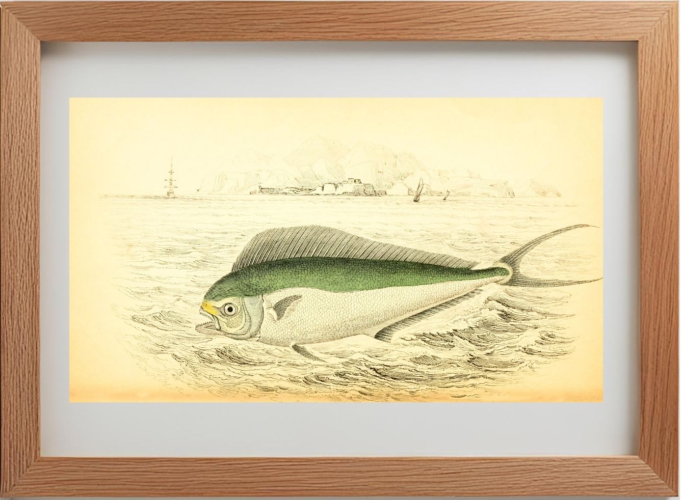 Atlantic Coryphaene or Dolphin