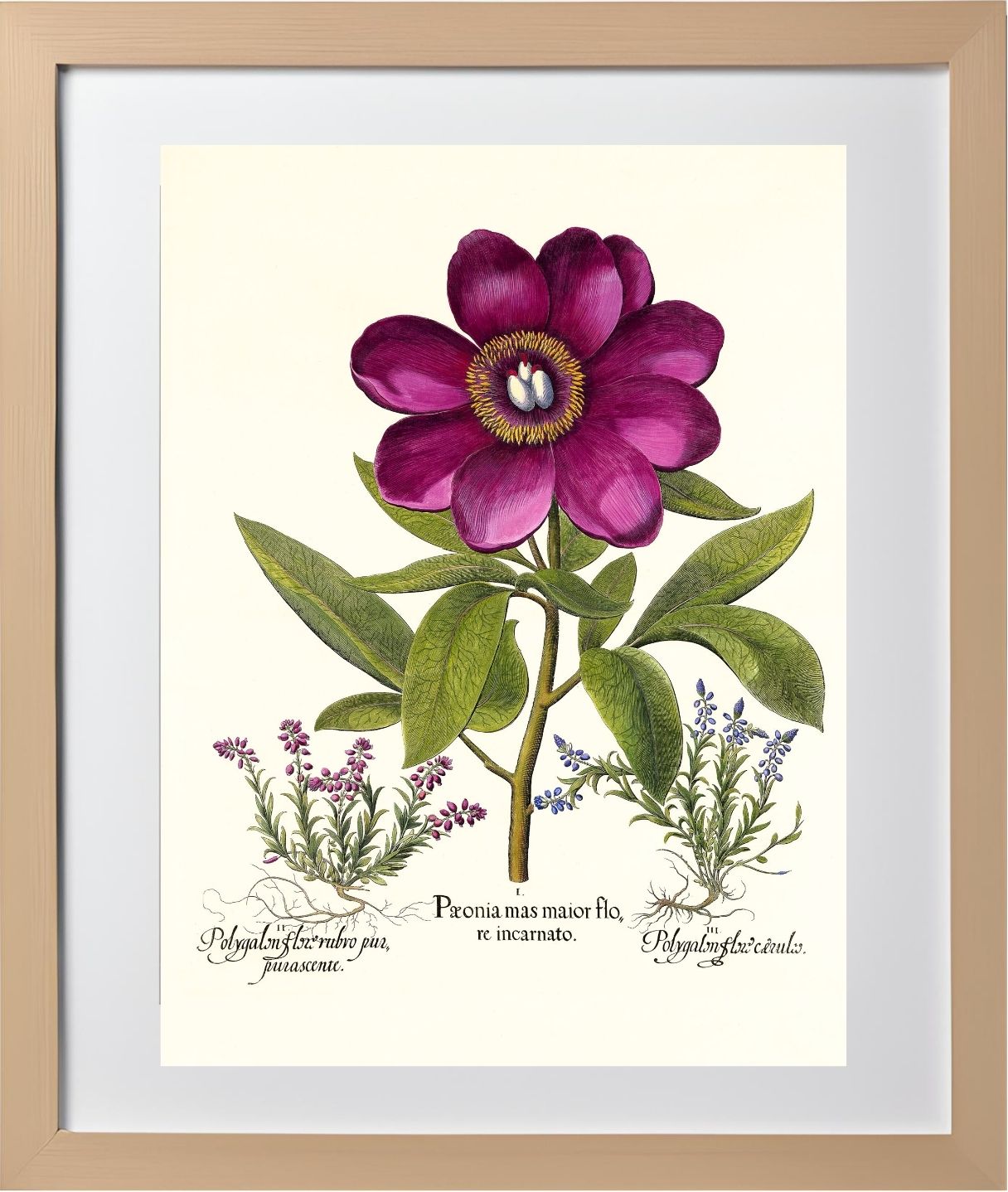 Large crimson corallina peony, Common milkwort