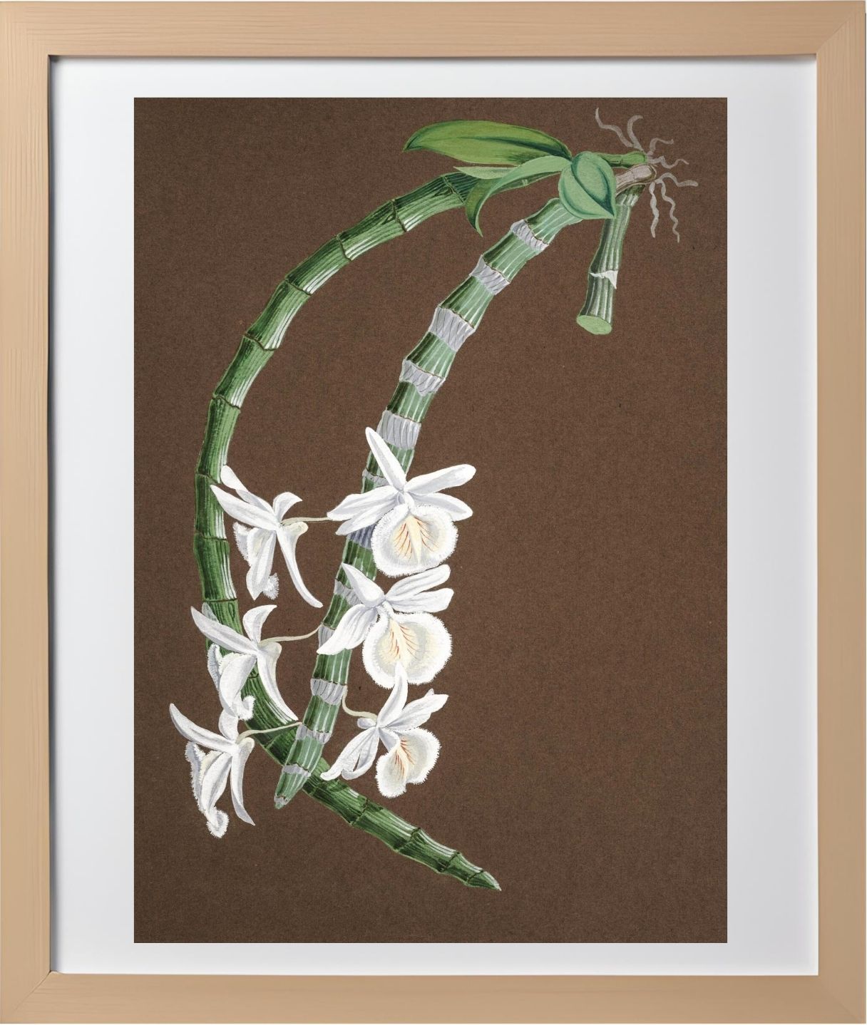 Dendrobium Cretaceum