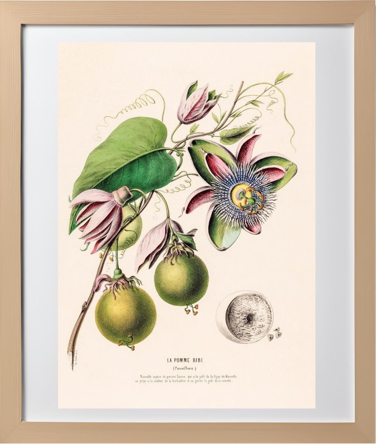 La Pomme Bibi (Passiflora)
