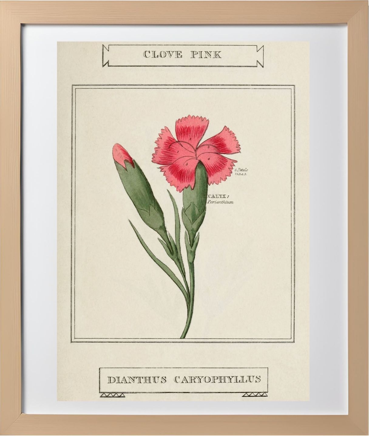 Clove Pink