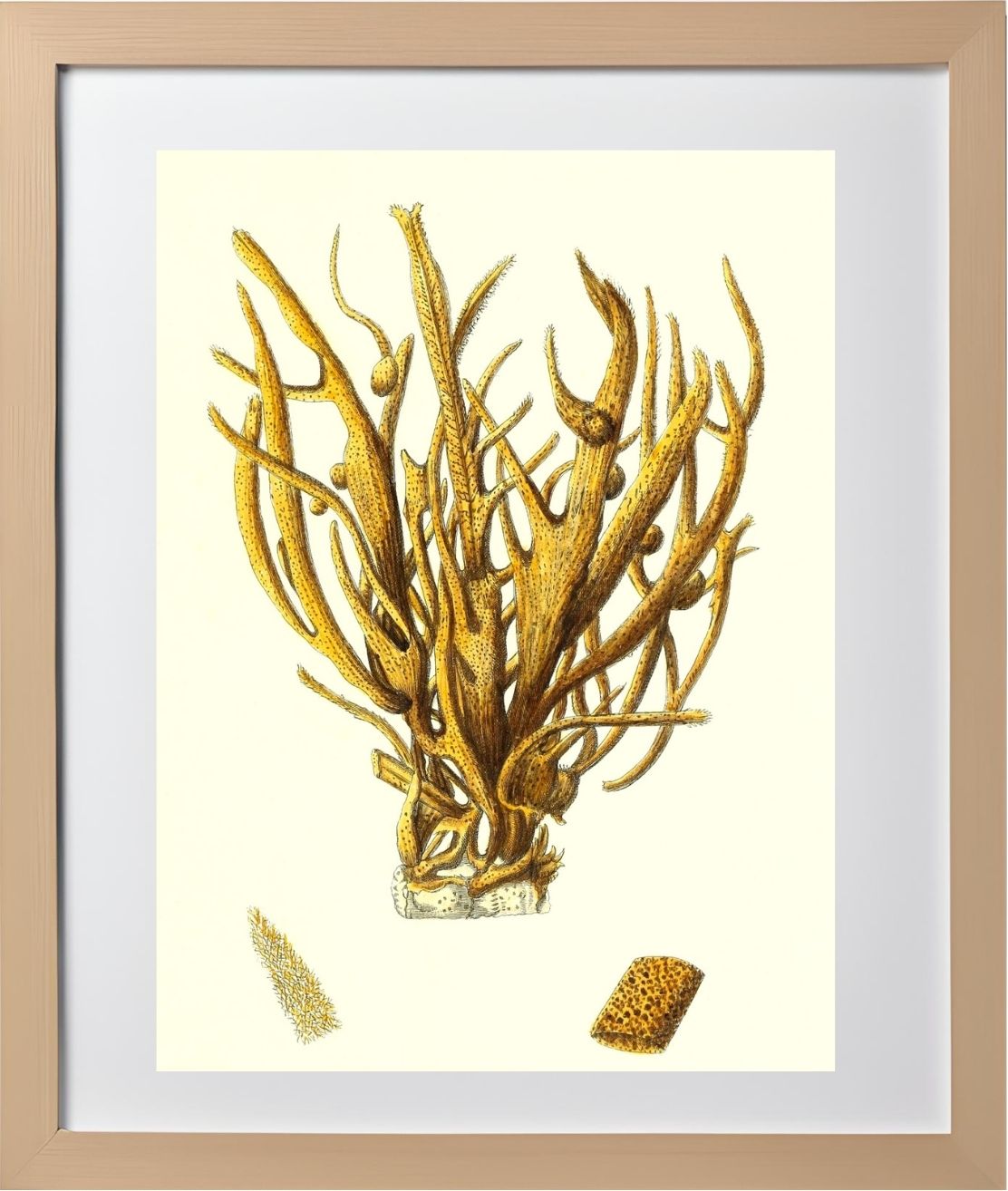 Spongia alcicornis