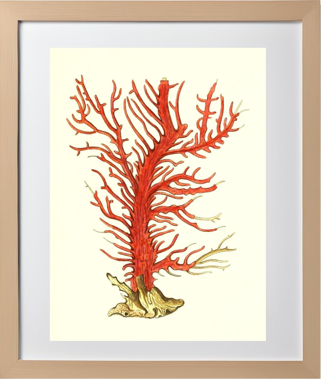 Gorgonia palma