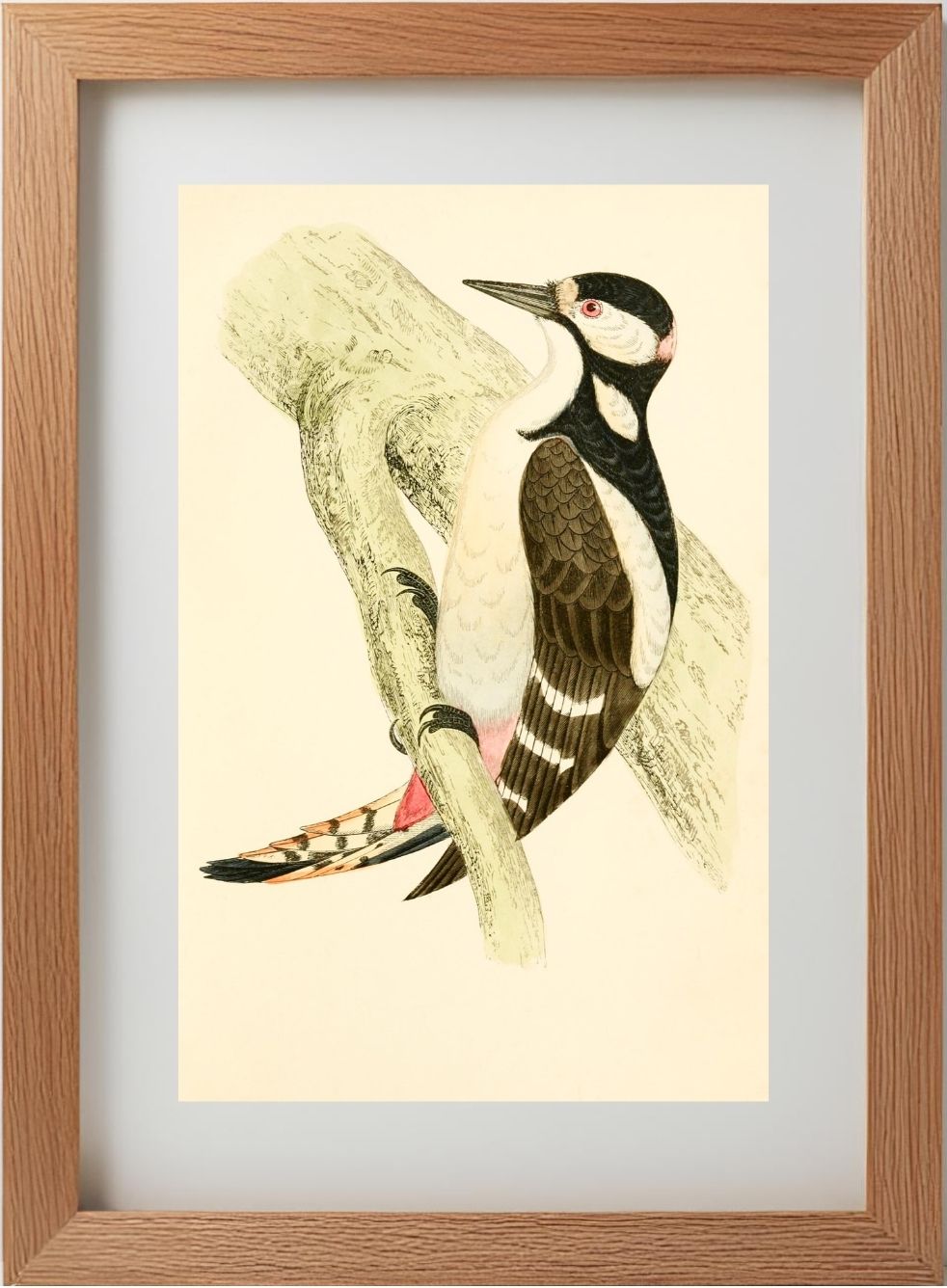 Great Spotted Woodpecker