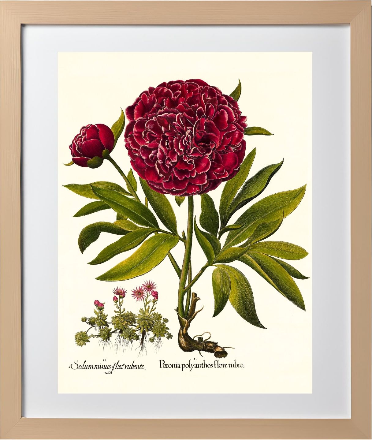 Red double-flowered peony, Mountain sempervivum