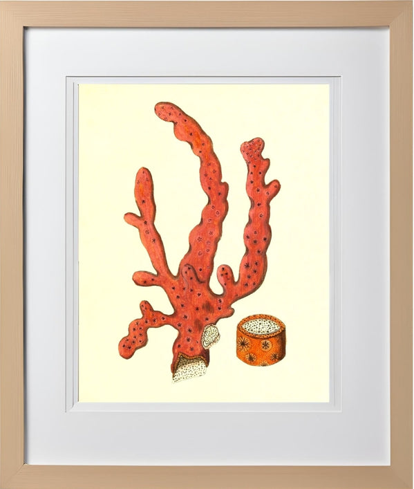 Alcyonium arboreum