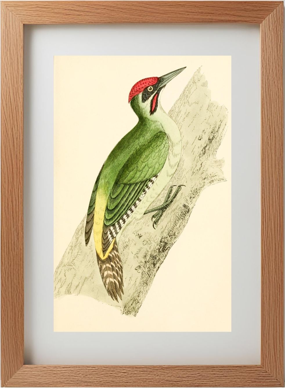 Green Woodpecker