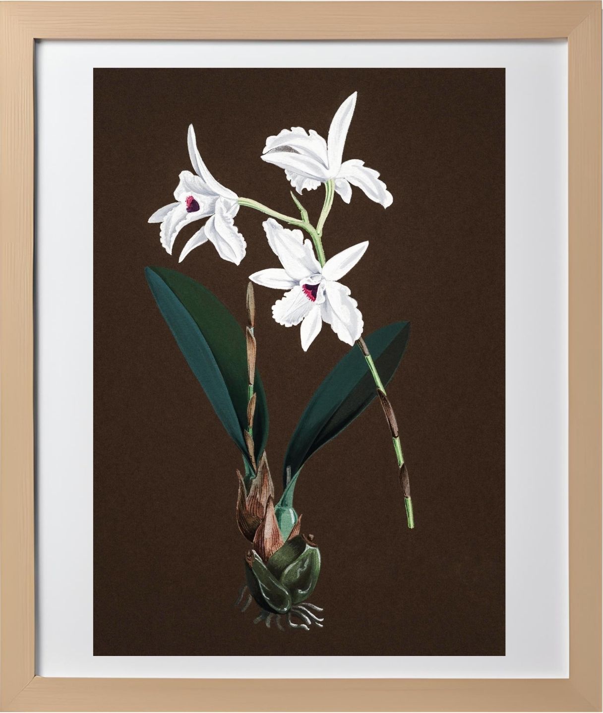 Laelia Acuminata