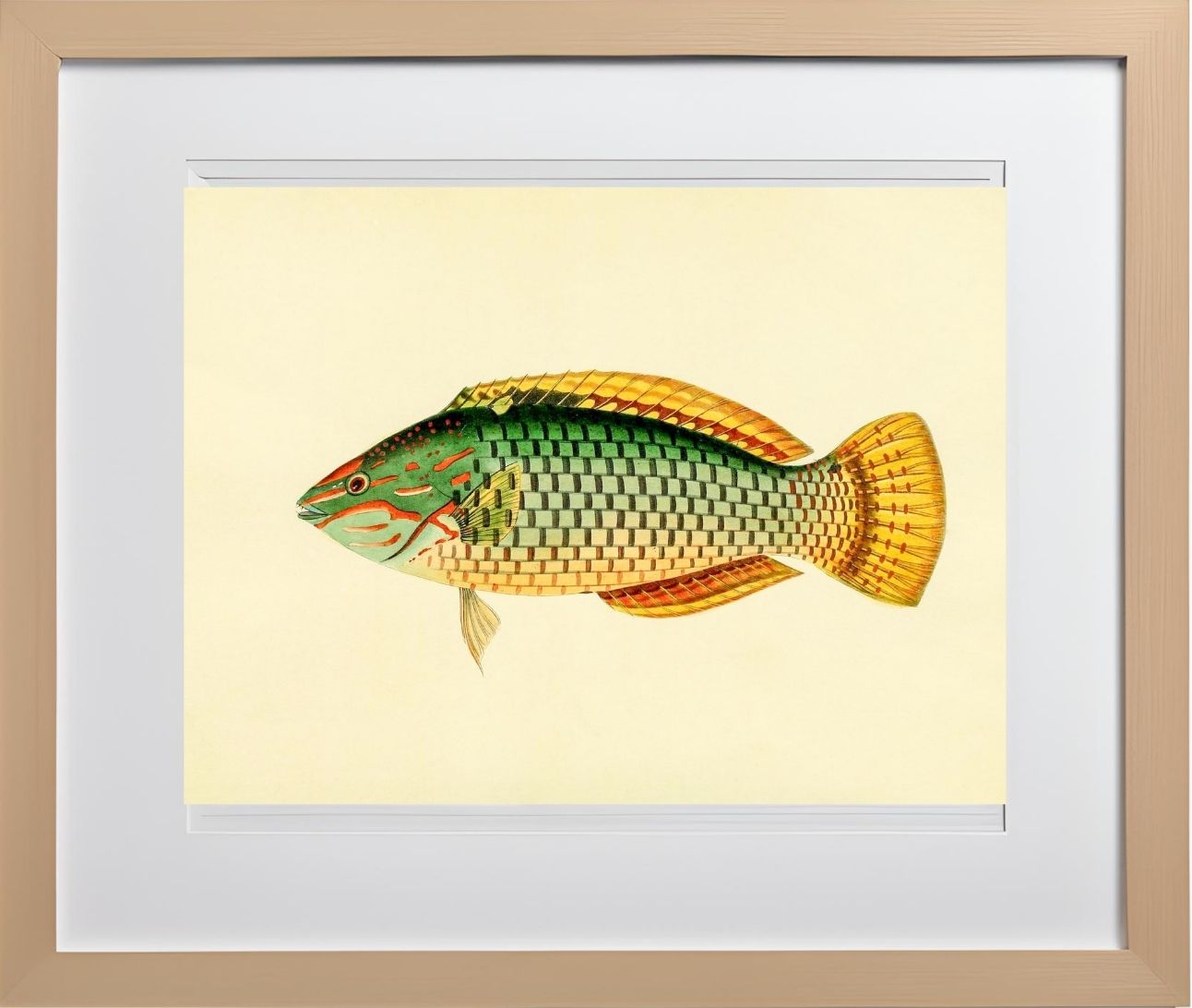 Sparus Decussatus
