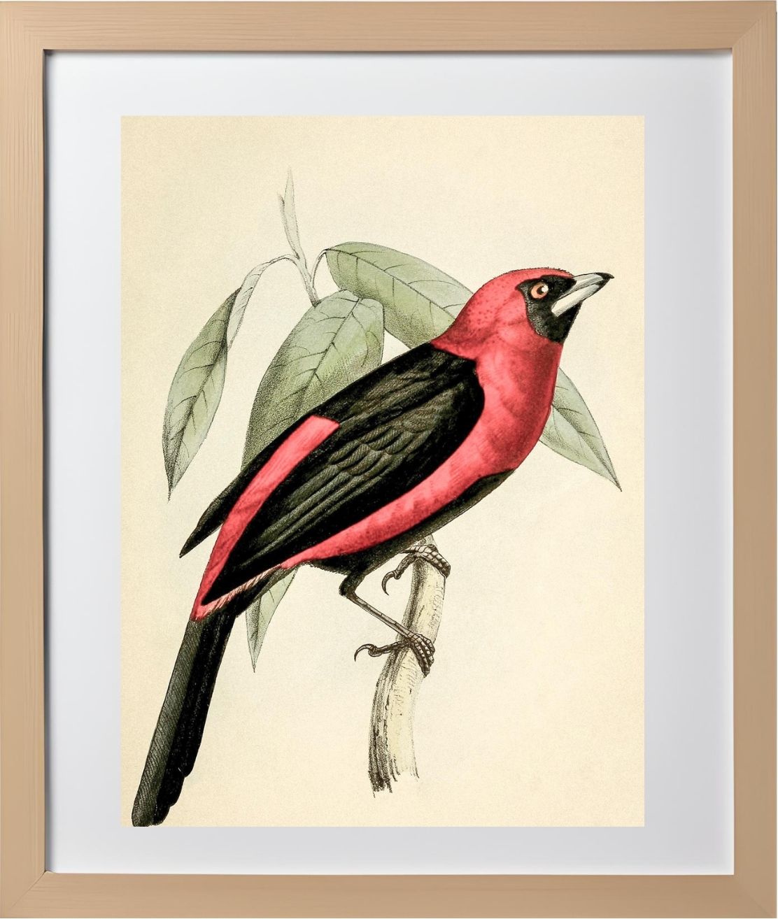 Black-Masked Tanager