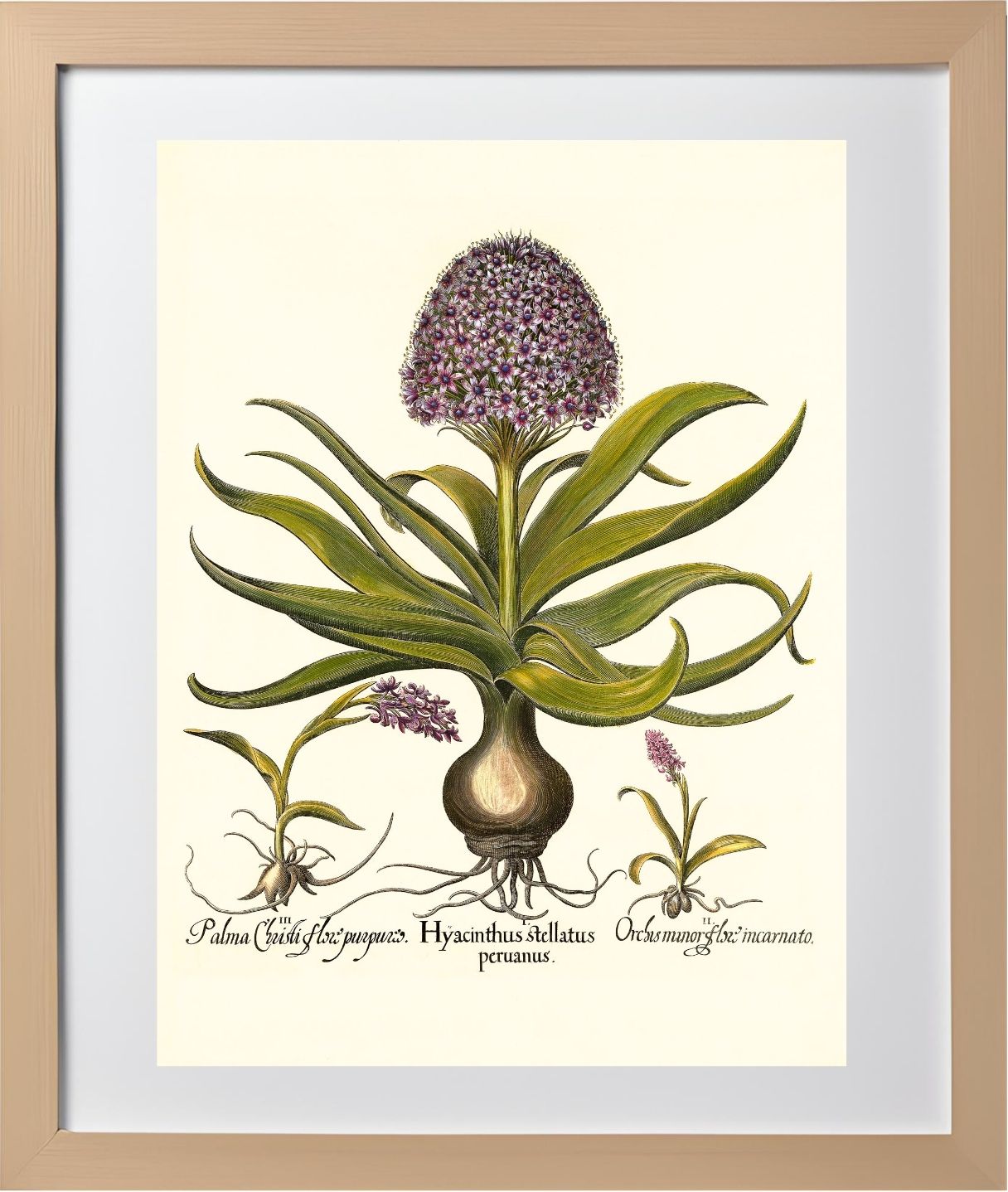 Peruvian squill, Pink spotted wild orchid, et al