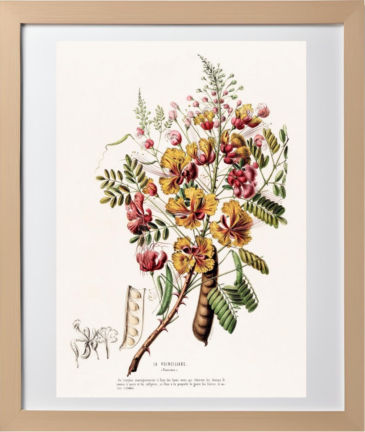 La Poincillade (Poinciana)