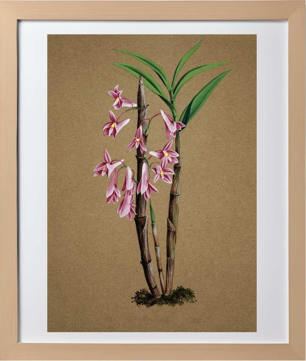 Dendrobium Hasselti