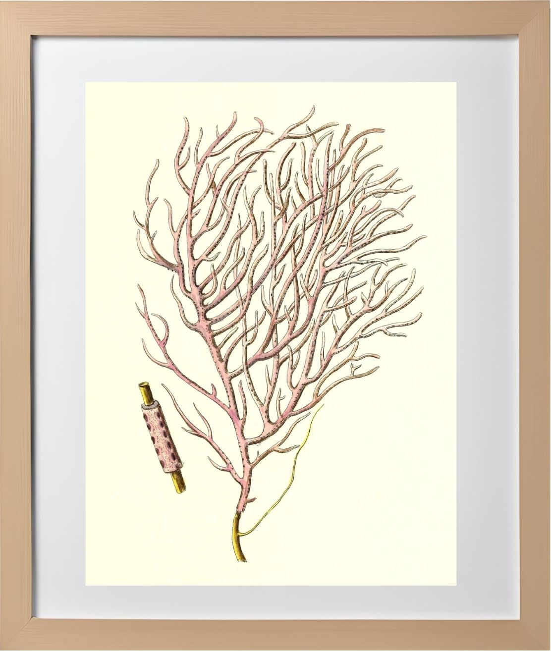 Gorgonia violacea