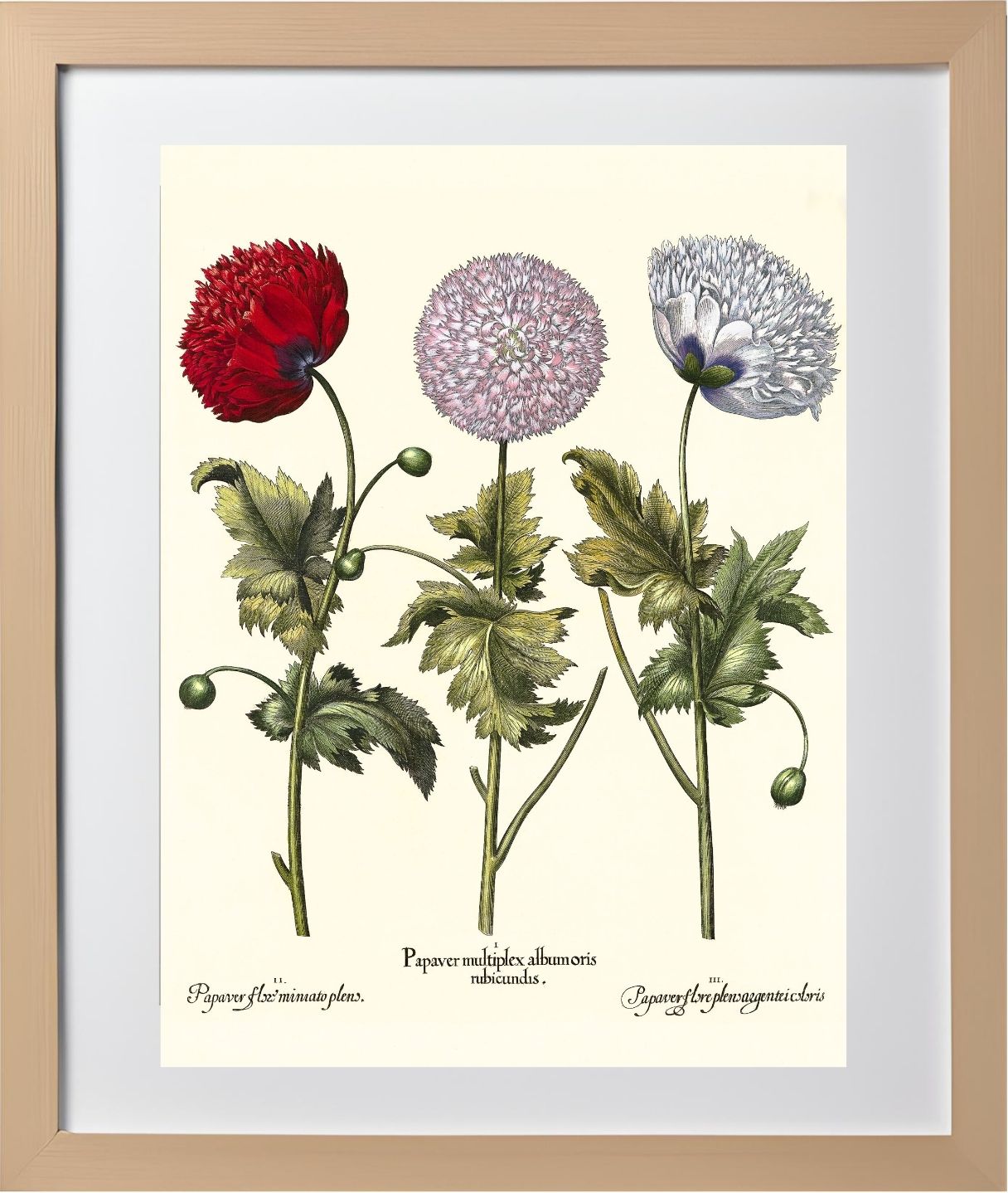 Double-flowered variegated garden poppy, et al