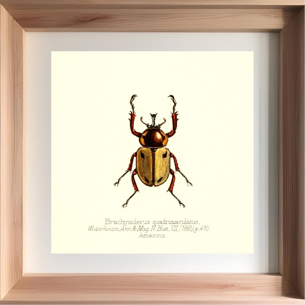 Brachysiderus Quadrimaculatus