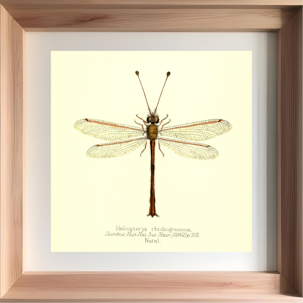 Helcopteryx Rhodiogramma