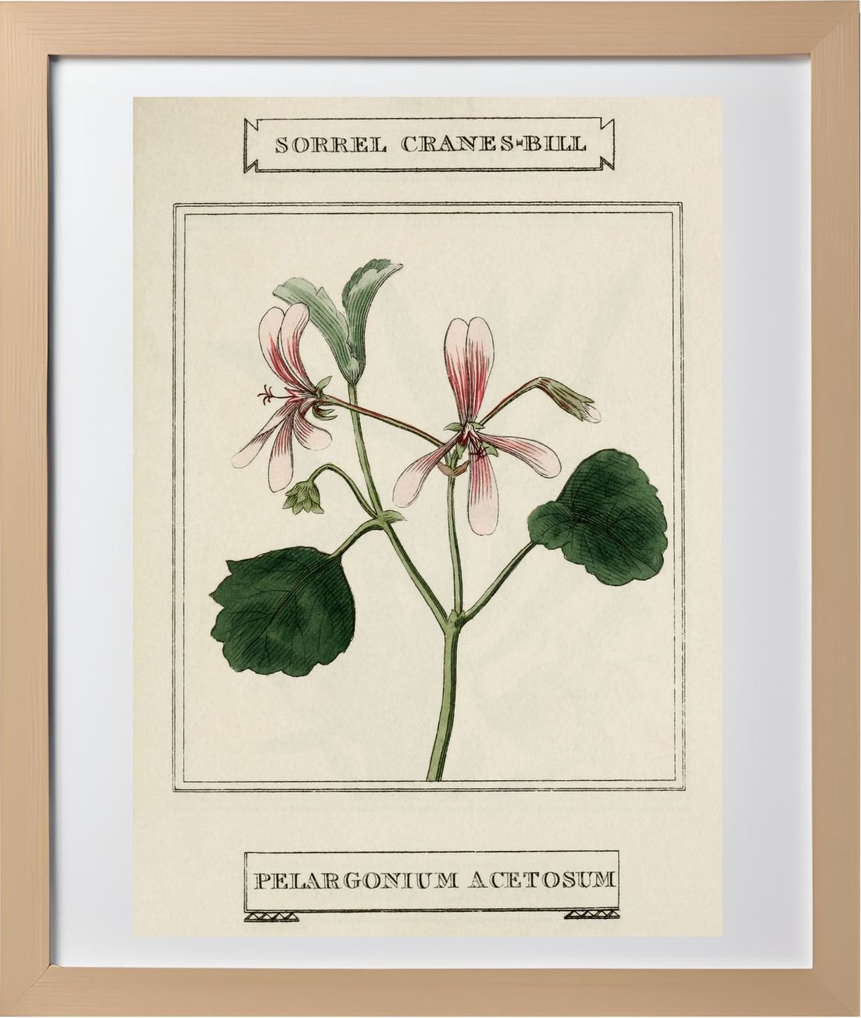 Sorrel Cranes-Bill