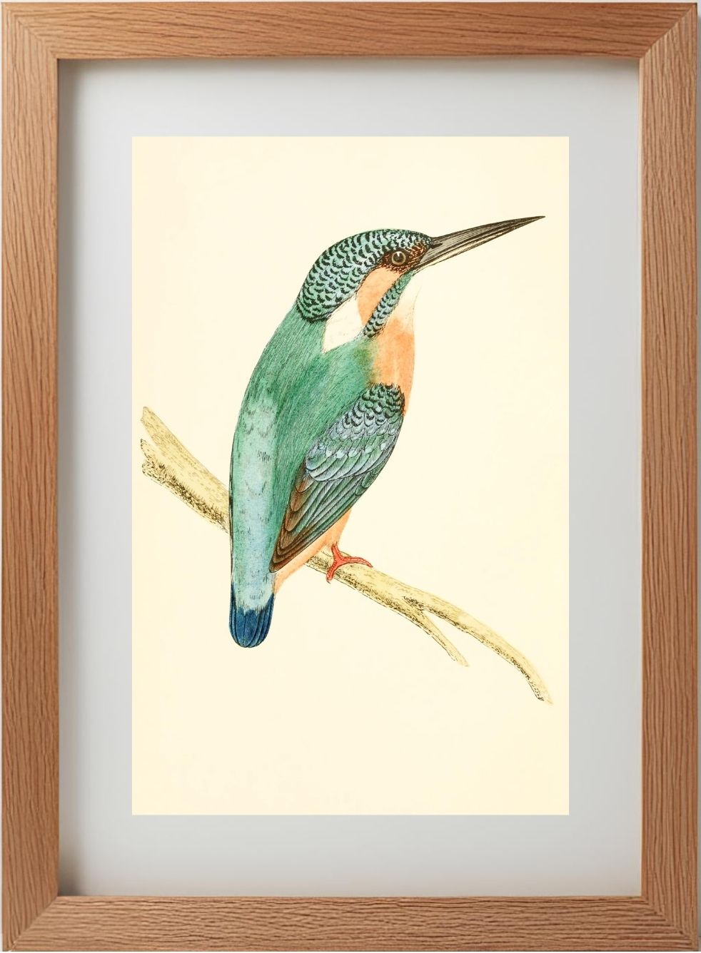 Kingfisher