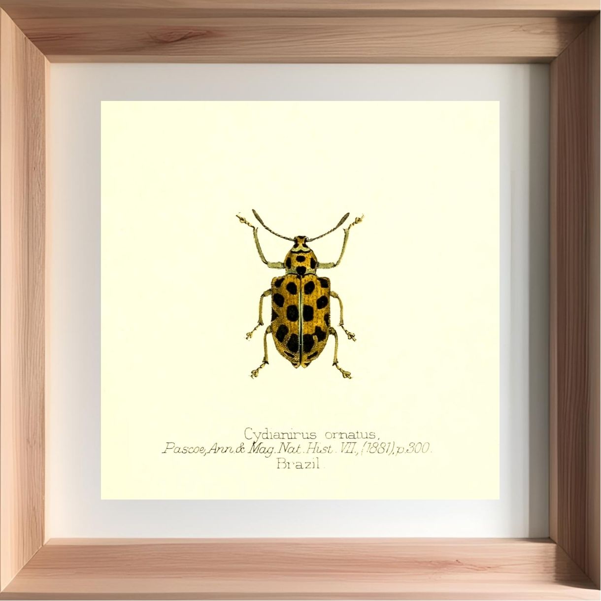 Cydianirus Ornatus