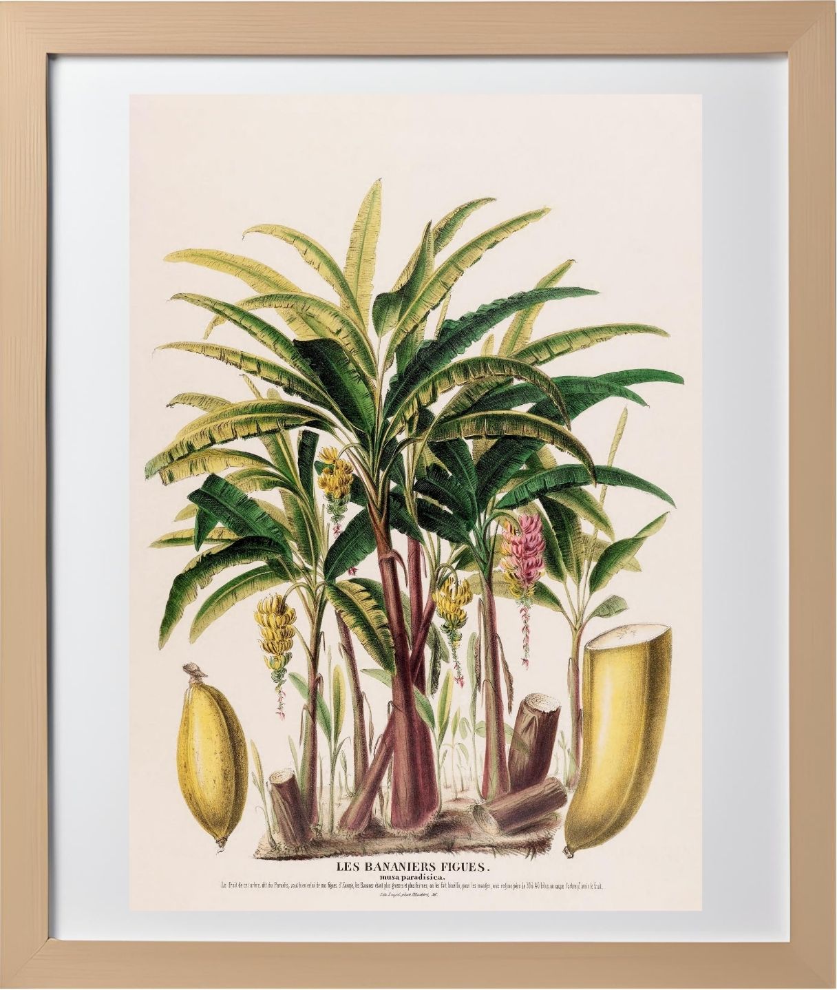 Les Bananiers (Musa Paradisica)