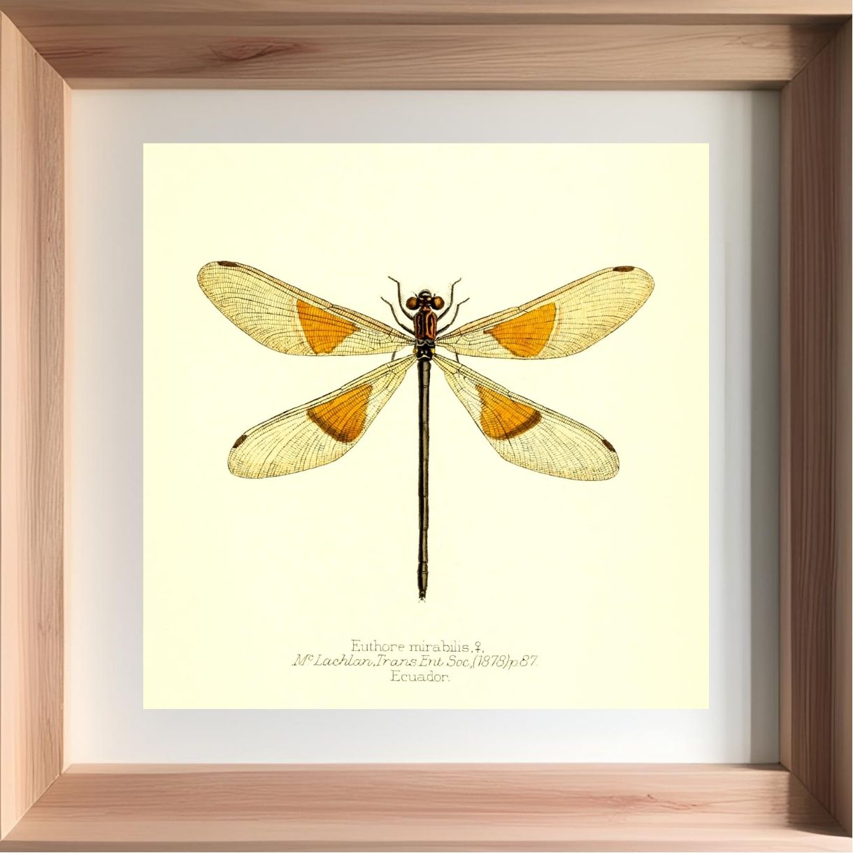 Euthore Mirabilis (female)