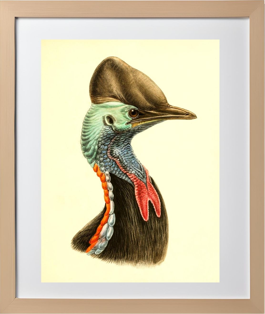 Casuarius Casuarius Beccarii