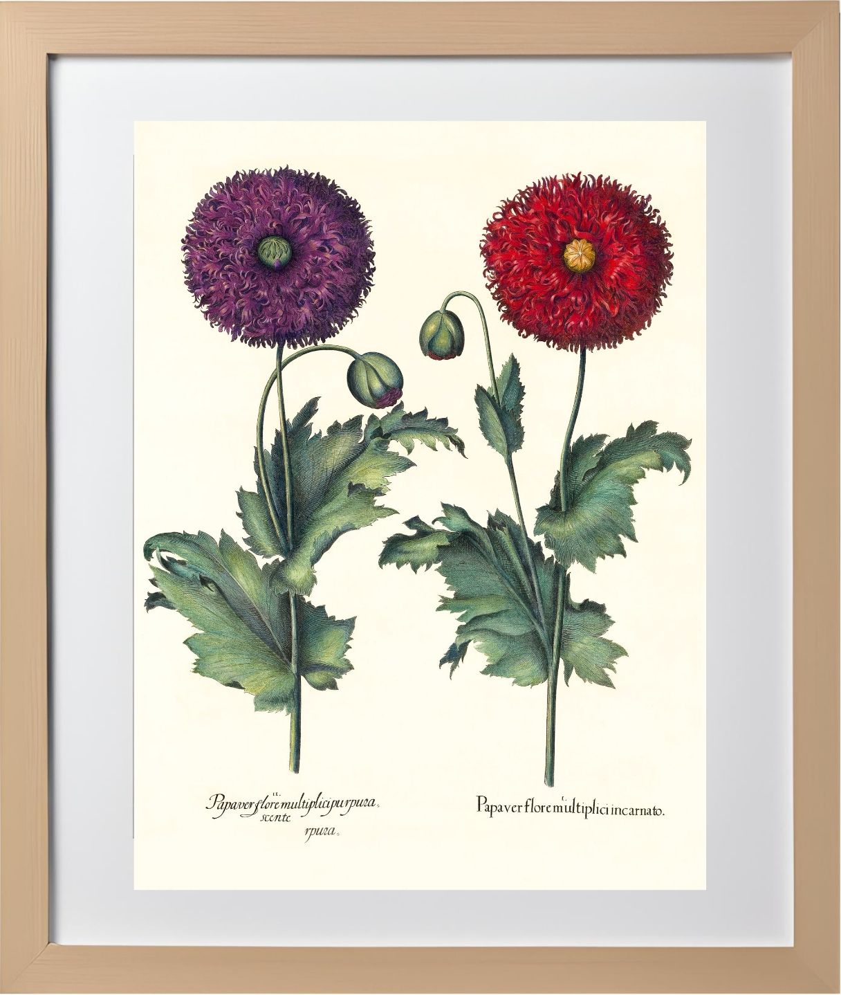 Lacy double-flowered garden poppies