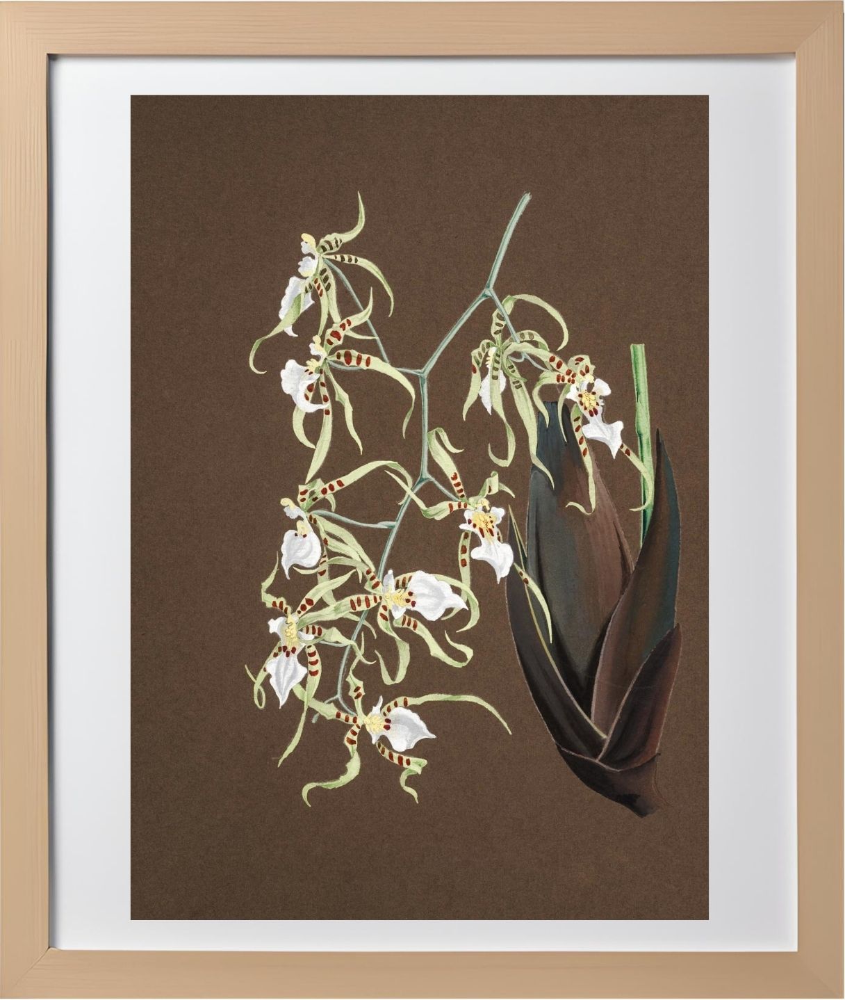 Oncidium Phymatochylum