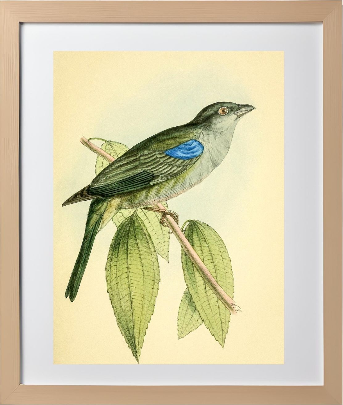 Bishop Tanager