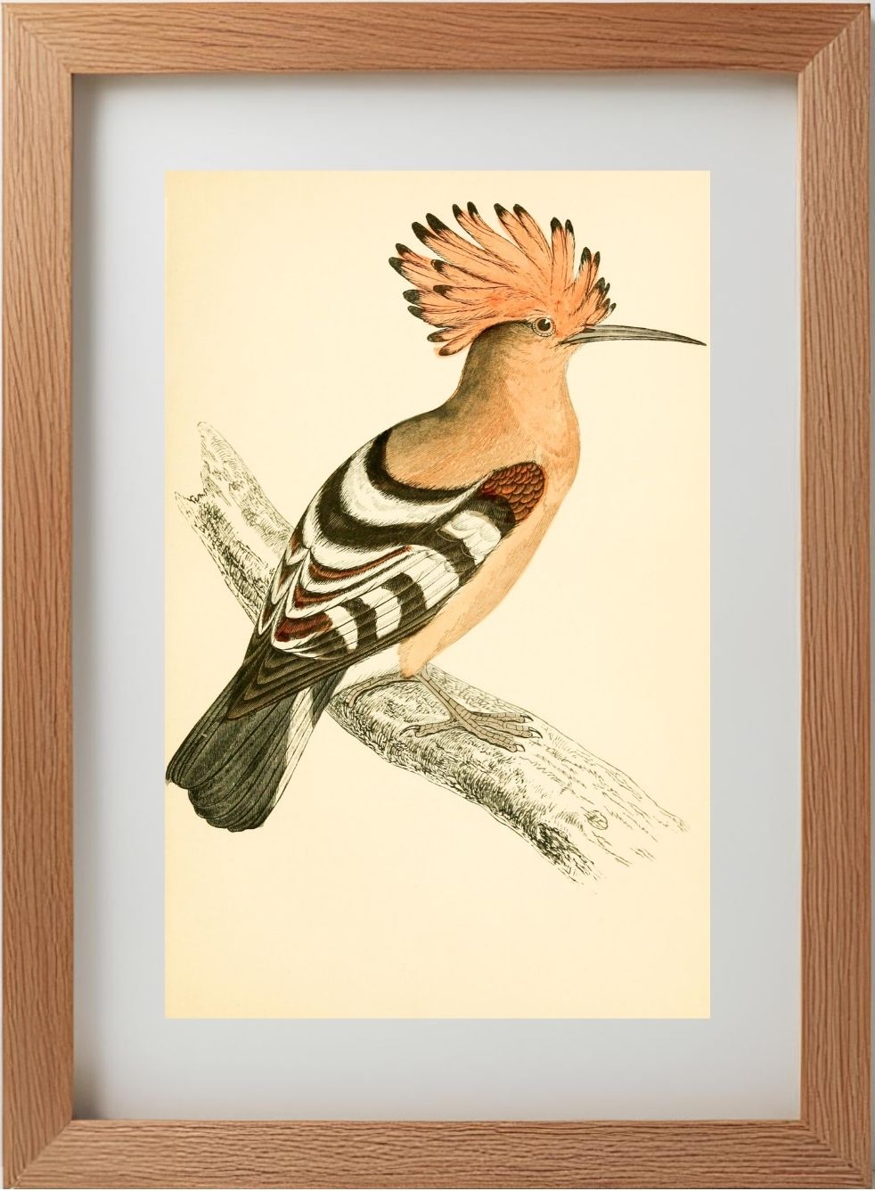 Hoopoe