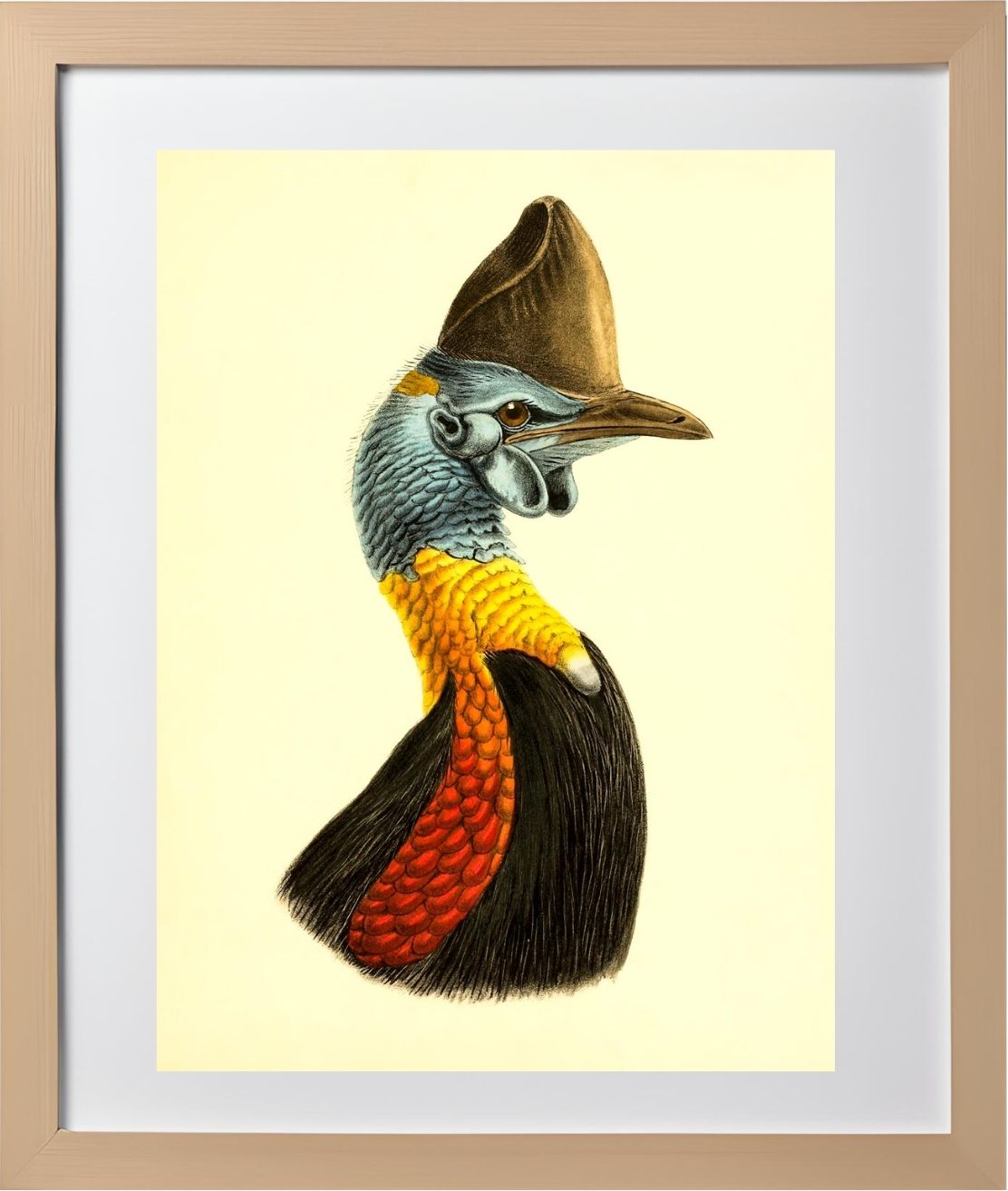Casuarius Uniappendiculatus Occipitalis