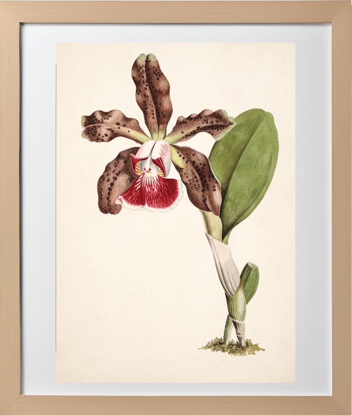 Cattleya Schilleriana (Brasilien)