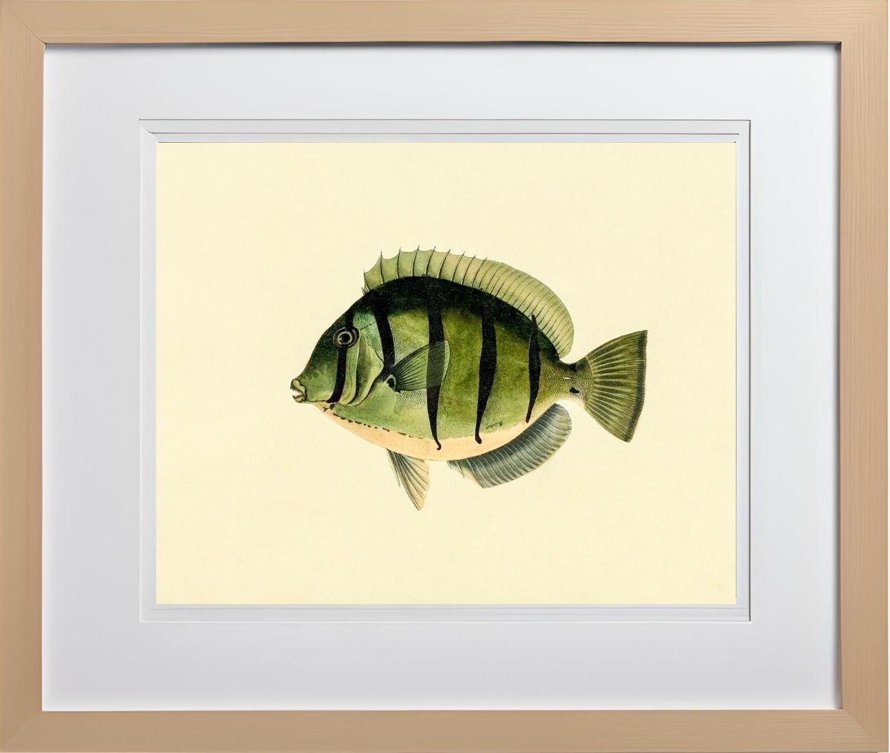 Acanthurus Hirudo