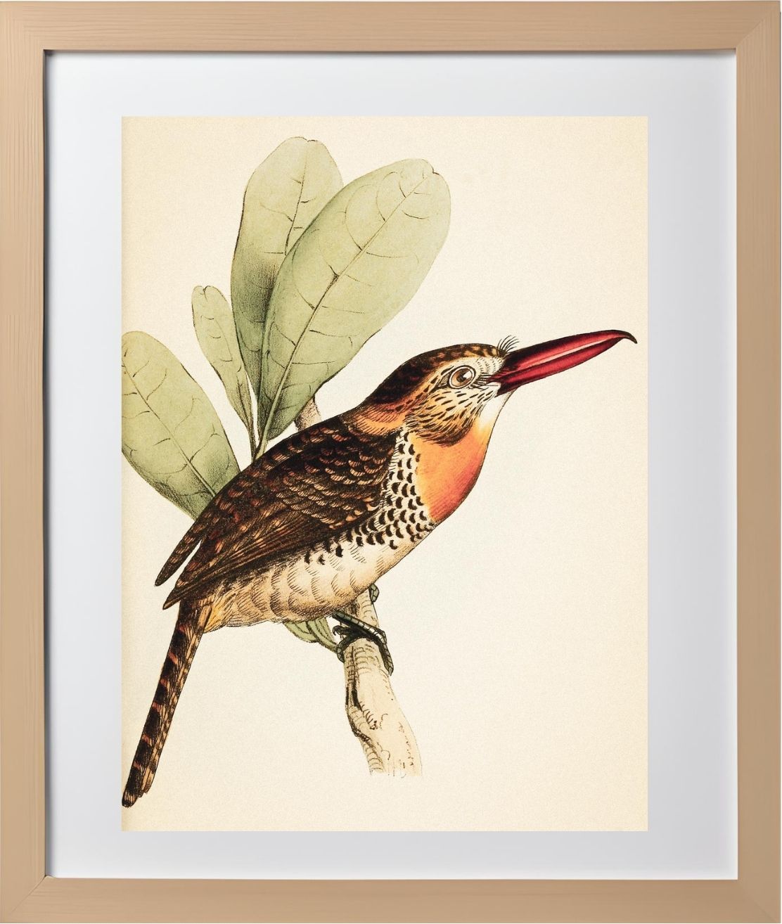 Long-Bill'd Puff Bird