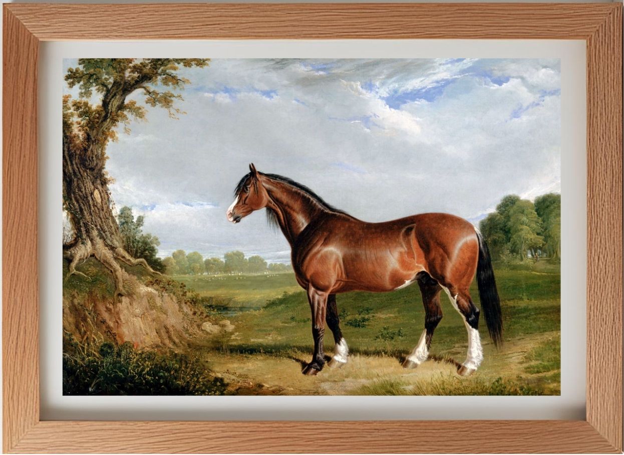 A Clydesdale Stallion