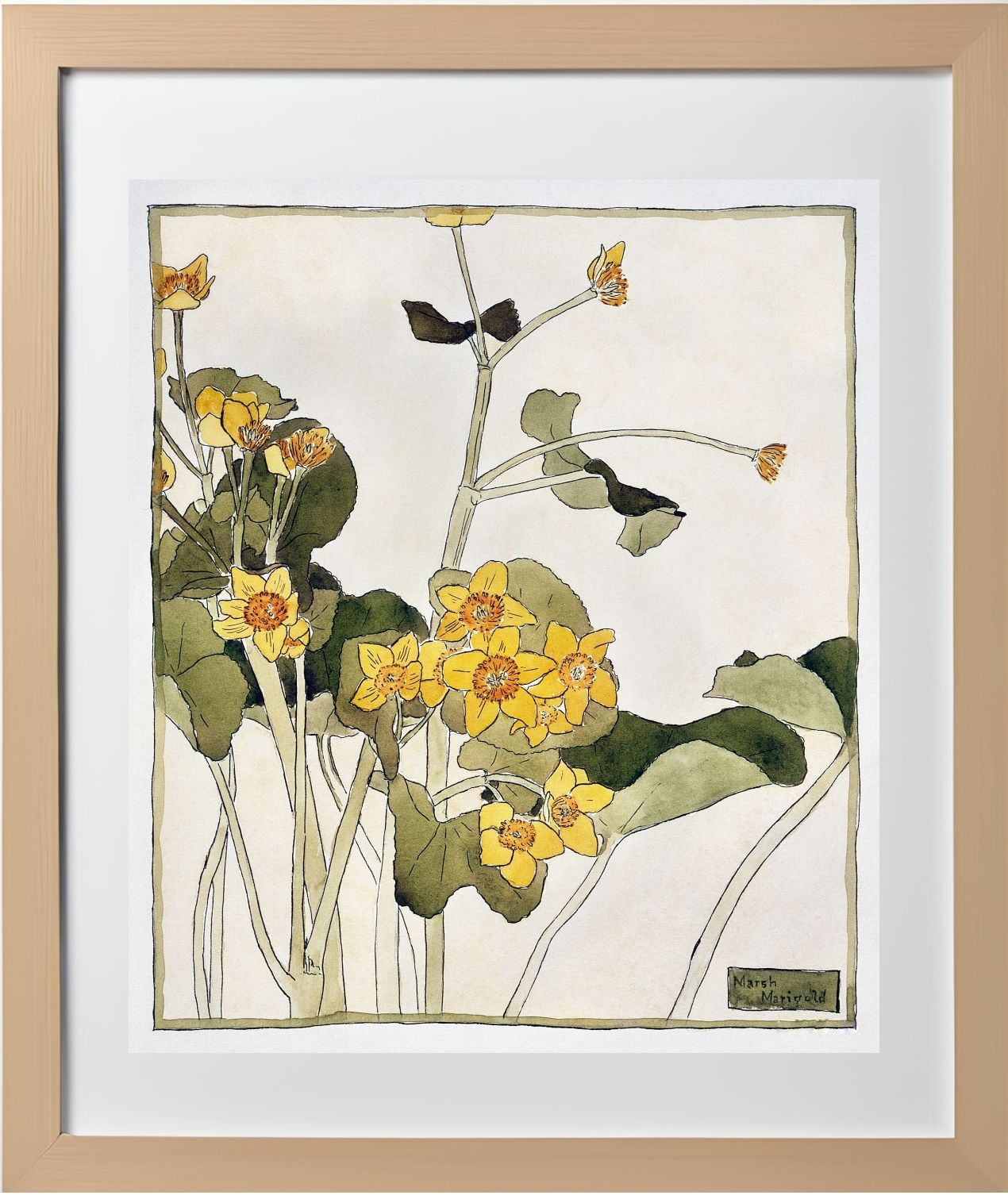 Marsh Marigold