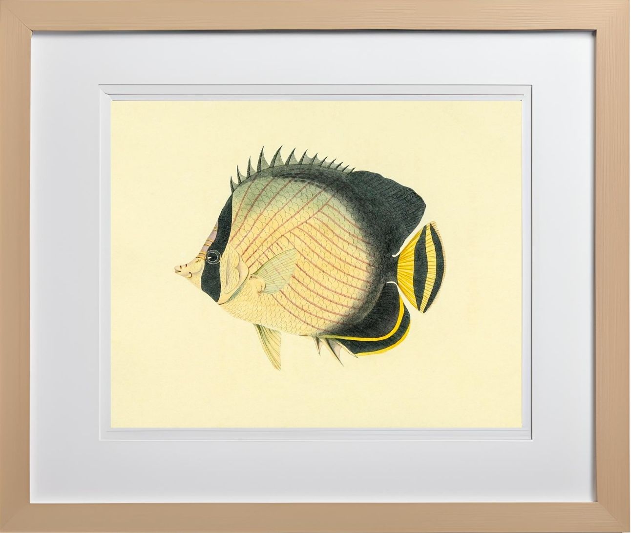 Chaetodon Vagabundus