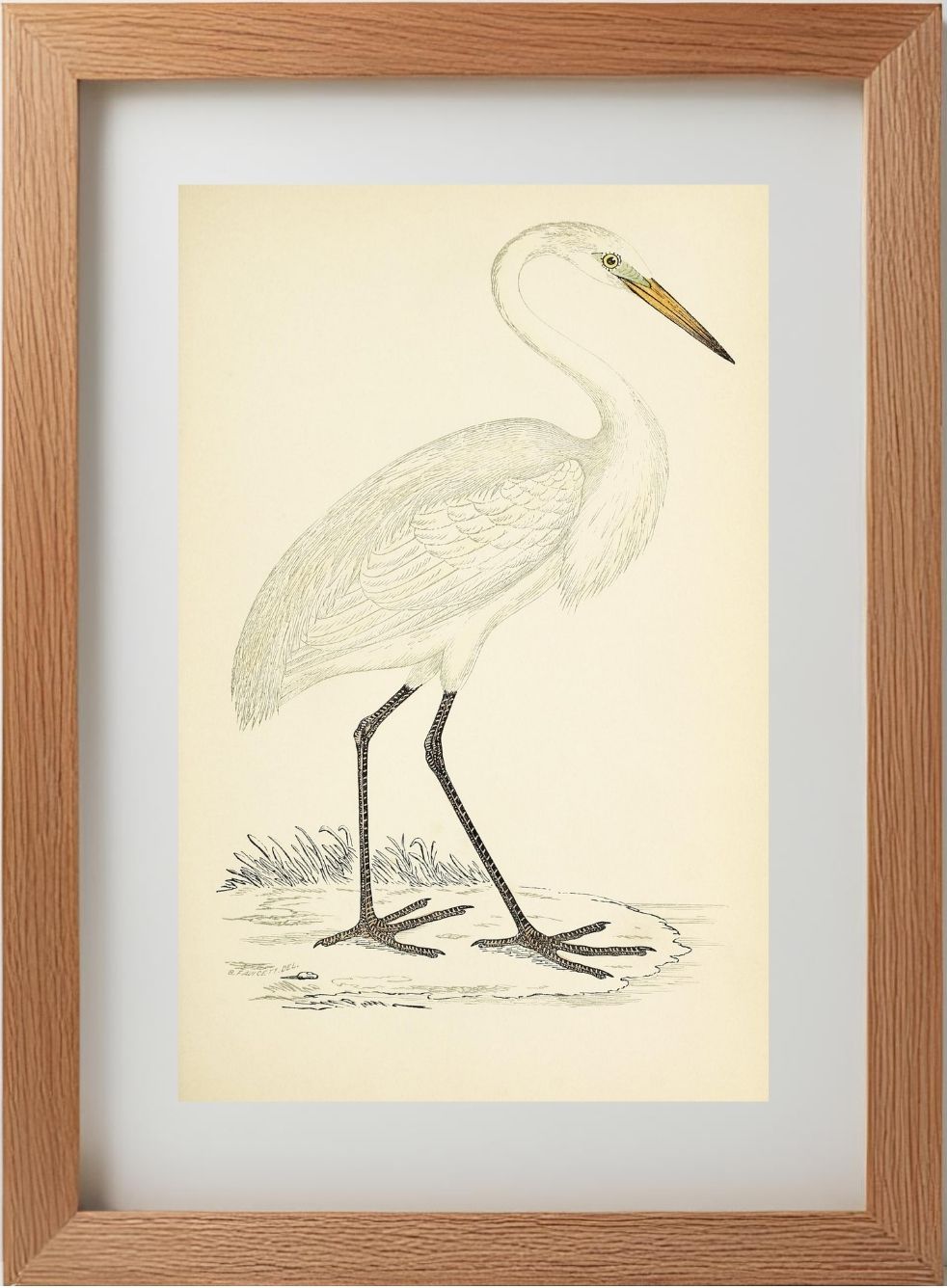 Great White Heron