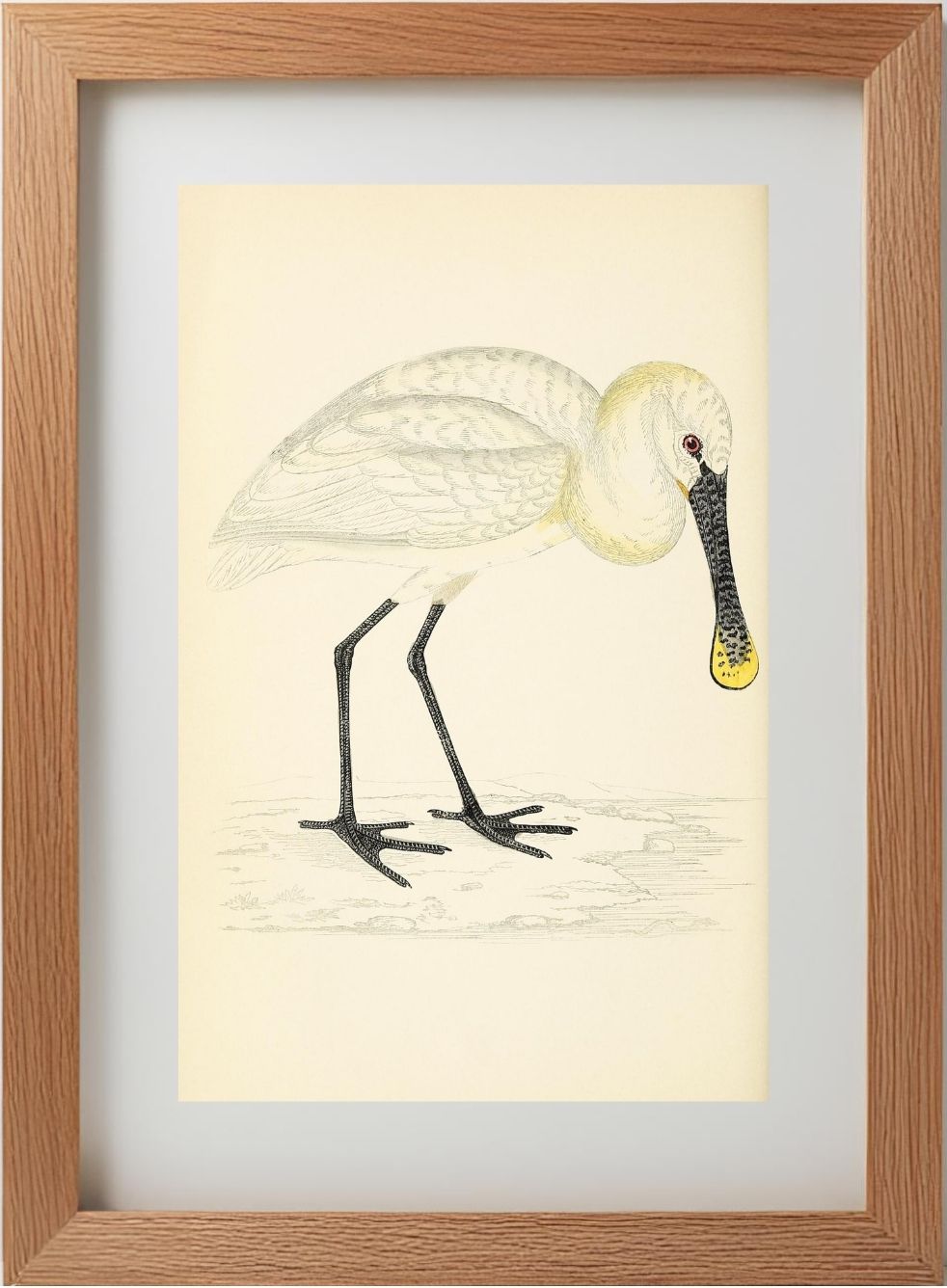 Spoonbill