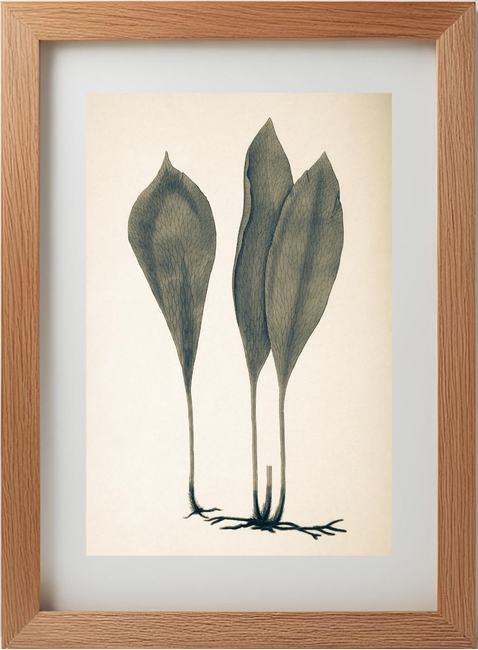 Antrophyum Boryanum