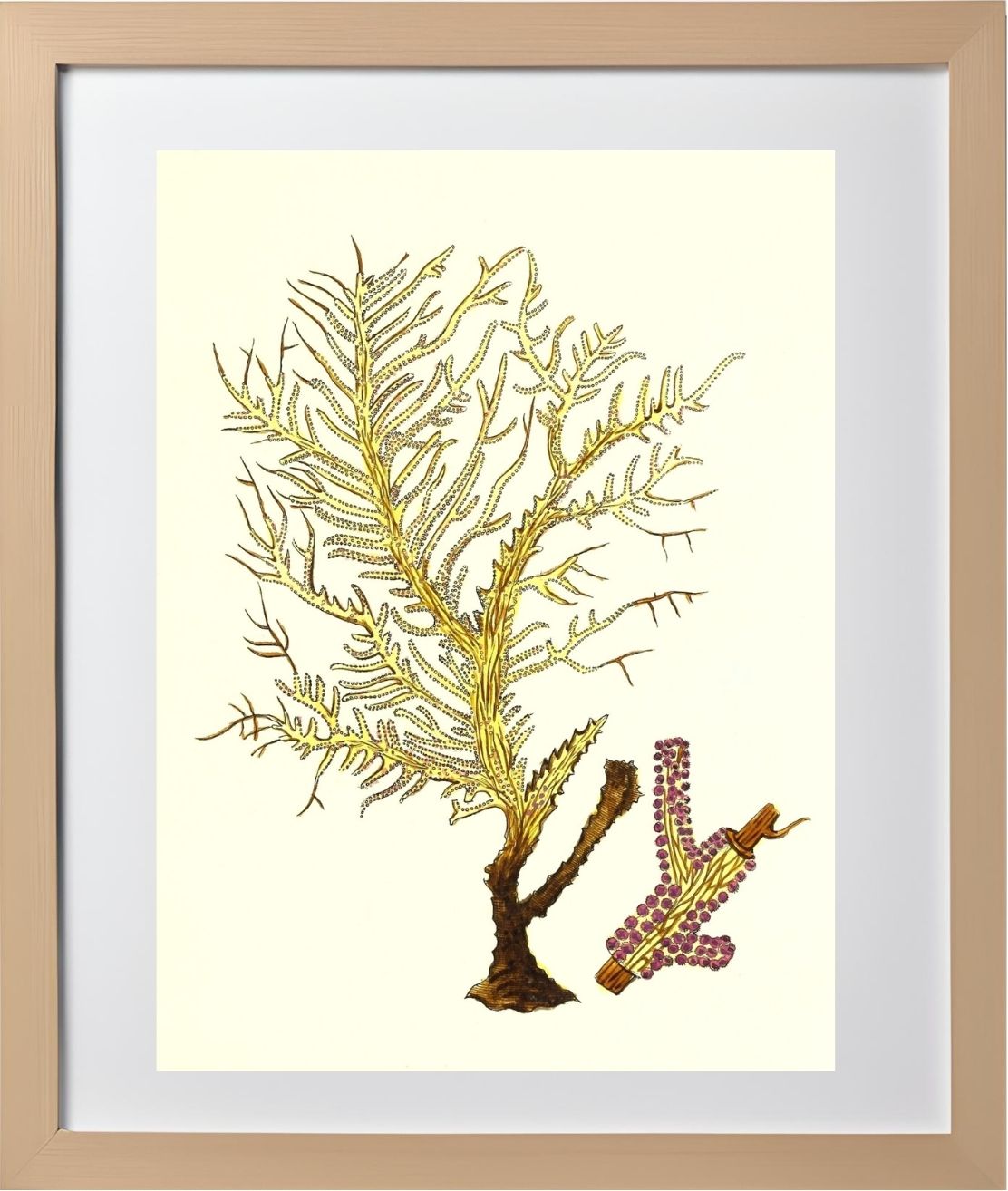 Gorgonia petechizans