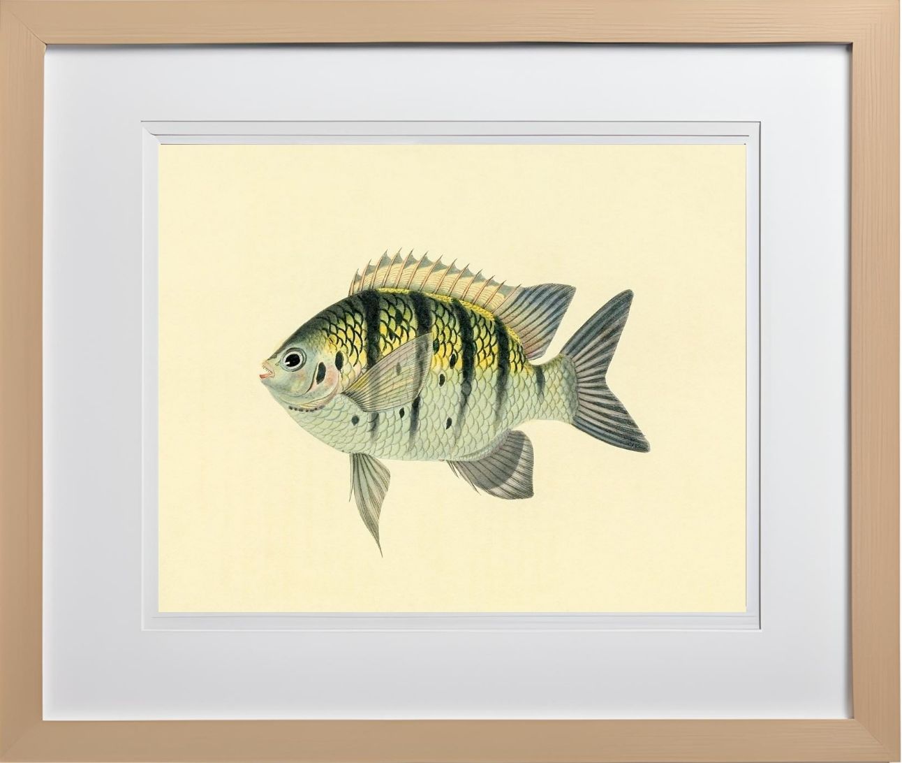 Chaetodon Tyrwhitti