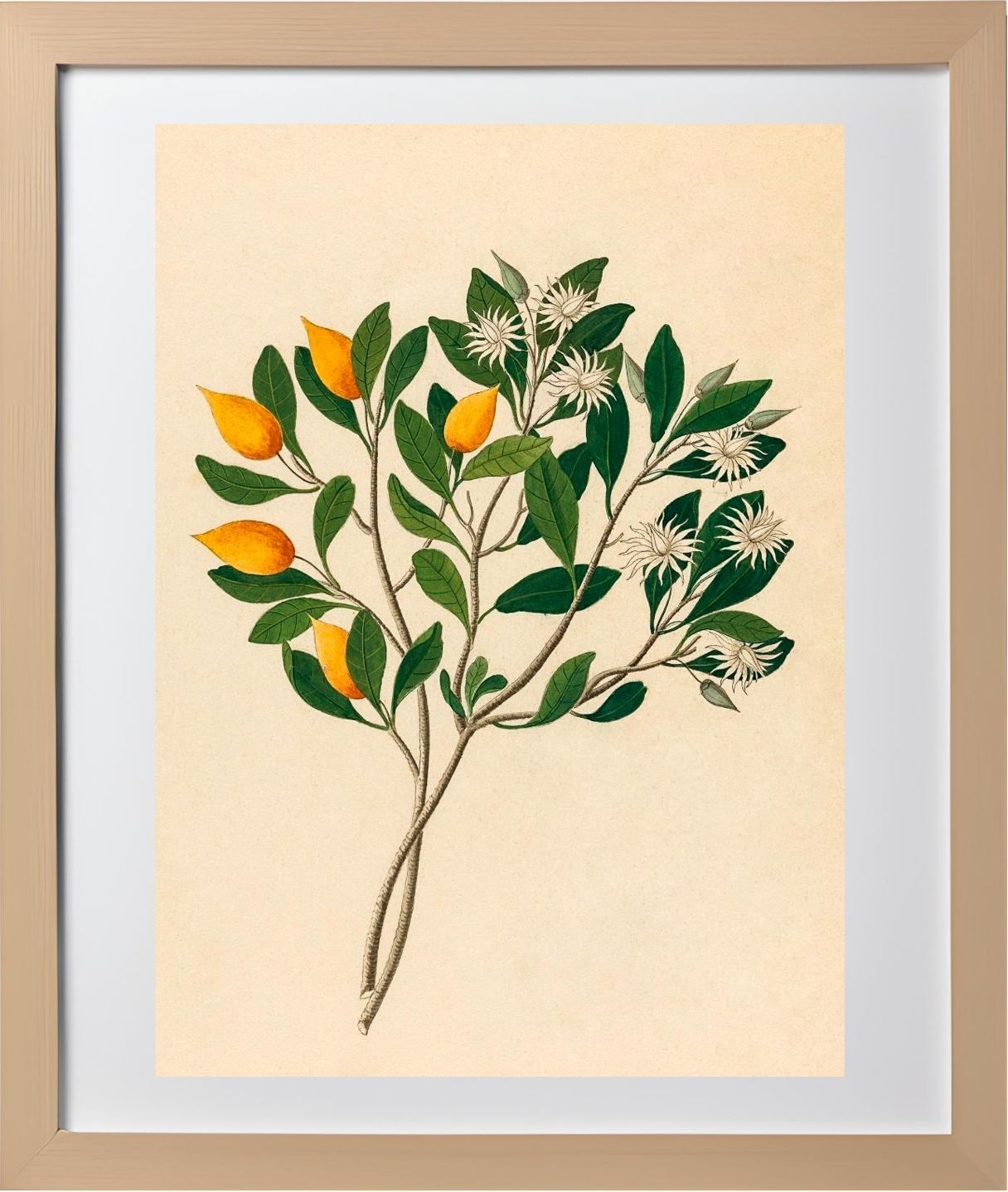 Hexand. Mono (Mimusops Obovata)